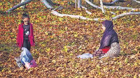 A tourist offers prayers as she sits over a bed of fallen leaves from Chinar trees, at Mughal Gardens in Srinagar on Tuesday | PTI