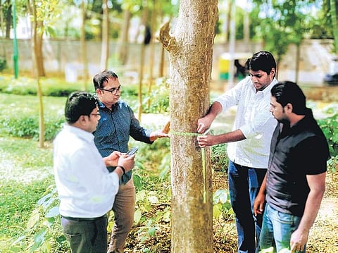 BBMP delays tree census again, may face contempt of court