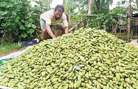 A vegetable grower with his stock of pointed gourd at Kendrapara| Express