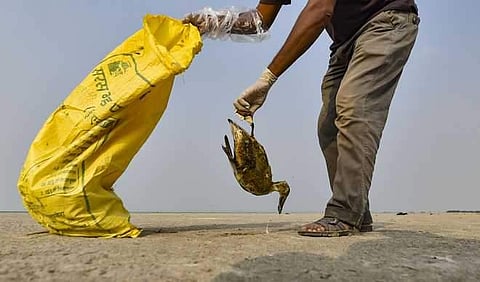 Thousands of migratory birds were found dead at Rajasthan's Sambhar Lake. (Photo| PTI)