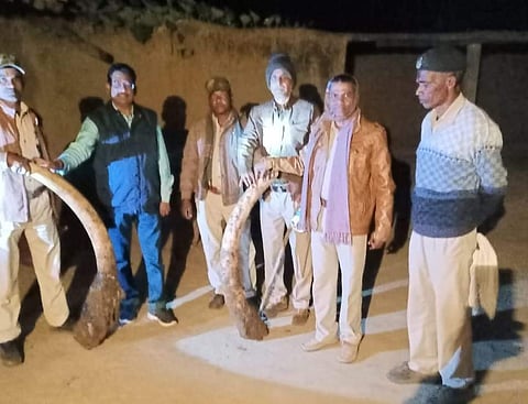 Two tusks kept buried in a village hamlet were recovered. (Photo | Express)