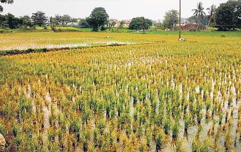 1.5 acres of paddy cultivation was wiped out because of wrong herbicide | Express