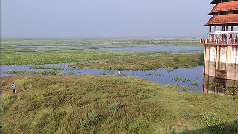 Water hyacinth cover visible in Chembarambakkam reservoir along Bangalore-Chennai highway (Photo | Special Arrangement)