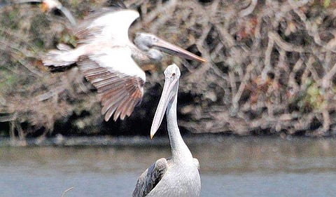 Ranganathittu Bird Sanctuary | express