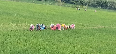 The women SHGs have been provided the necessary training for online procurement under P-PAS. ( File | EPS)