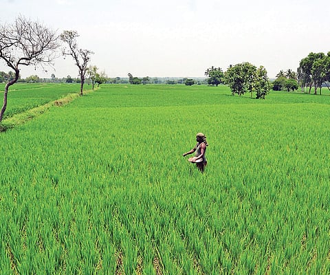 Paddy crop (Photo | EPS/Udayashankar S)