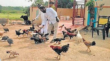 In response to the call, the hens are seen rushing towards him, and he feeds the birds. 