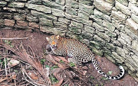 Open wells turn death traps for Karnataka’s leopards, 70 fall in nine years