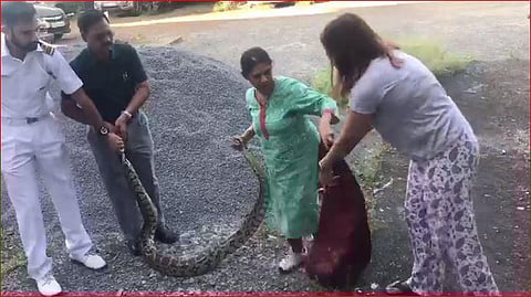 The viral video of Vidya catching the python.