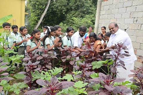 The vegetable harvest in the school bring inaugurated by Kalliyoor panchayat president R Jayalekshmi and ward member Manoj K Nair. (Photo | EPS)