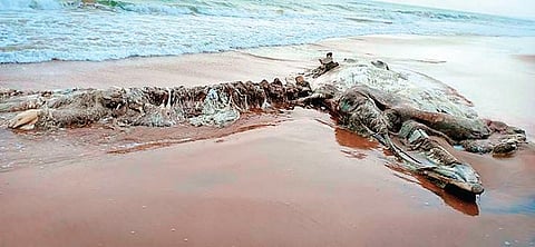 Forest personnel spotted the highly decomposed carcass while patrolling on the beach.