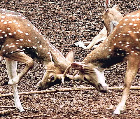 Overcrowded zoo to release 200 deer in Chandaka wild