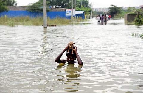 A boy carries a pup across a flooded area in West Tambaram