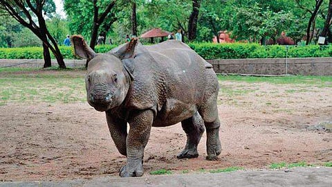 One horned male rhinoceros, Ramu at the Nehru Zoological Park|  Express
