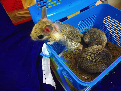 A Banner-Tailed Kangaroo Rat which was seized by the cutoms at Chennai Airport| Express