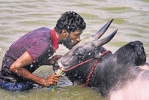 The population of buffaloes also declined from 6.6 to 5.18 lakh.