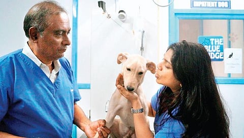 Doctors treat a dog at The Blue Ridge Animal Welfare Trust, Hennur Road