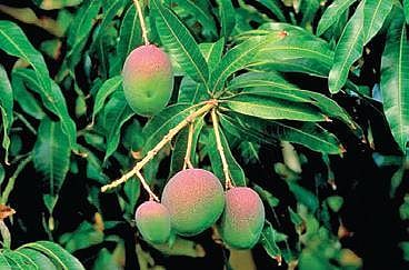 Mango tree
