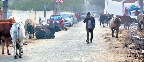 With potholes and stray cattle at every corner, the streets of Vijay Nagar leave much to be desired. (Photo| EPS/Arun Kumar)