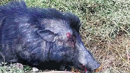 Three held for killing wild boar, selling meat in TN's Erode 