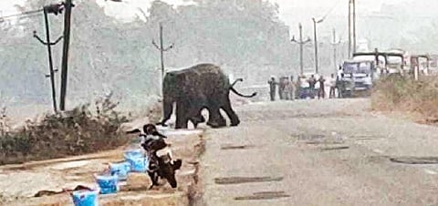 Elephants crossing NH-55 near Gopalpur in Choudwar (Photo | EPS)