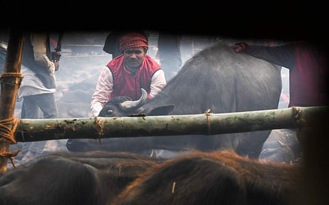 A buffalo being brought to the ground for sacrifice. (Photo| AFP)