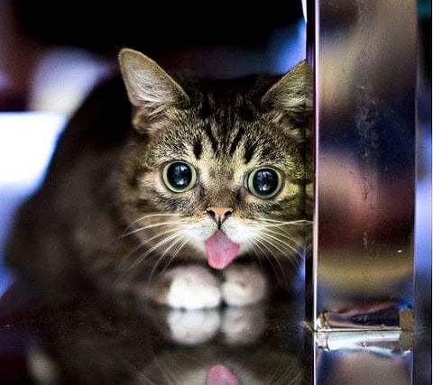 Lil Bub passed away in her sleep. (Photo| Instagram)