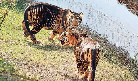 Two melanistic tiger cubs released in an enclosure at Nandankanan for the first time in Bhubaneswar on Sunday. (Photo | Irfana, EPS)