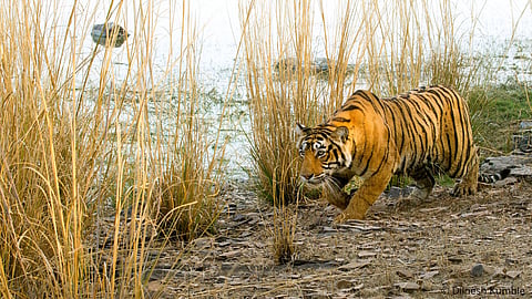 Representative image