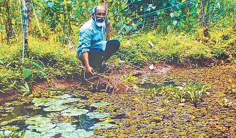 PG George’s farm has over 30 varieties of black pepper and about 26 ethnic vines