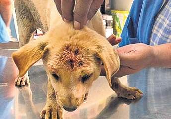 One of the injured puppies being treated at the Bangalore Pet Hospital