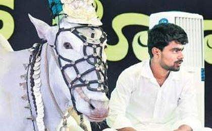 The ox– Basaveshwara swami sitting on the stage in Mangaluru | EXPRESS