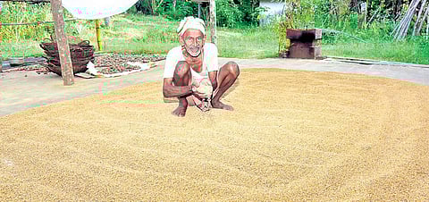 B K Deva Rao spreads paddy to dry in the courtyard of his house at Mittabagilu village, D-K district | Rajesh Shetty Ballalbagh