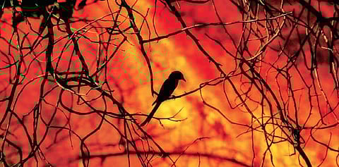 Fire continued to rage in the Bandipur forest for 4th consecutive day on Saturday | Express