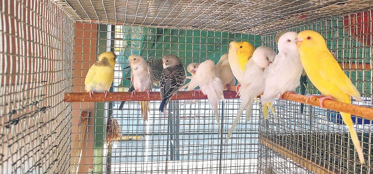 Why Do Love Birds Feed Each Other: Surprising Secrets Revealed