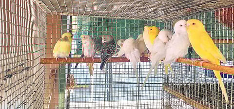 Some of the lovebirds in various hues and colours at S Sreekantasharma’s aviary in Mysuru | Nikhil Nanjundaswamy