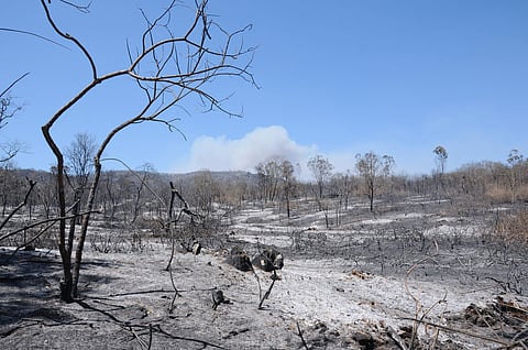 Wild fire has destroyed more than 10,000 acres of forest in the Bandipur national park. (Photo| Udayashankar/ EPS)