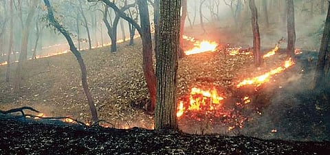 Over 25 captive elephants including a Kumki that were undergoing rejuvenation at Theppakadu camp were saved by the forest staff, tribal and volunteers from the wildfire. 