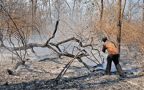 The fire which destroyed over 12,000 acres   of forest land;