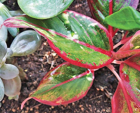 Revisiting organic gardening