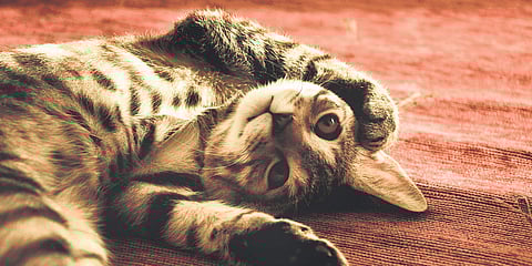 Skin issues that tick-off pets