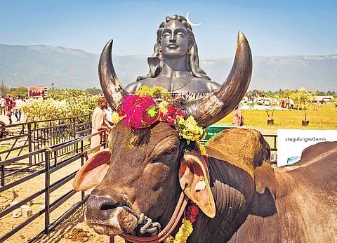 A bull signfying Nandi is shown with a statue of Lord Shiva as the backdrop.