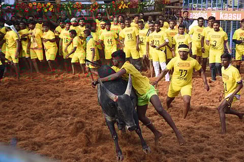 Men trying to tame a bull during the Jallikattu event held in Alagumalai near Tirupur on Sunday. | EPS