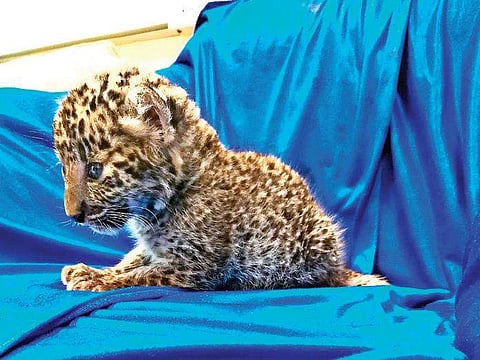 Image of a leopard cub used for representational purpose only. (Photo | Express)