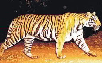Tiger numbers rise to 40 in Bhadra sanctuary