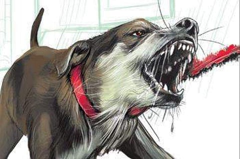 As the dog was standing near the baby, it allegedly bit the child on the hand.