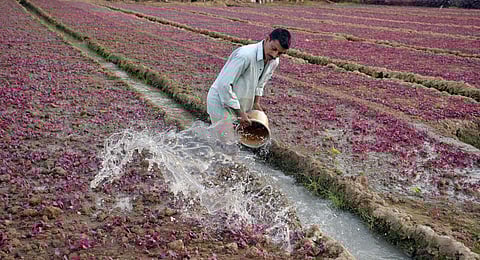 A farmer waters a spinach field at Punchakkari in Thiruvananthapuram. (Photo | Vincent Pulickal, EPS)