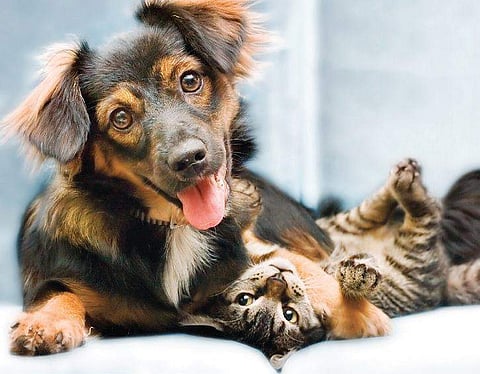 Don’t let your pets fight like cats and dogs