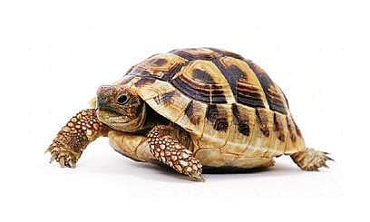 Bihar a new highway for tortoise smugglers