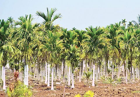 Arecanut plantation